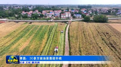 孝昌：30多万亩油菜喜迎丰收