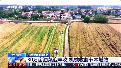 央视关注孝昌：30万亩油菜迎丰收盛景 