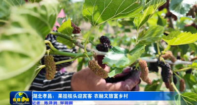 孝昌：果挂枝头迎宾客 农融文旅富乡村