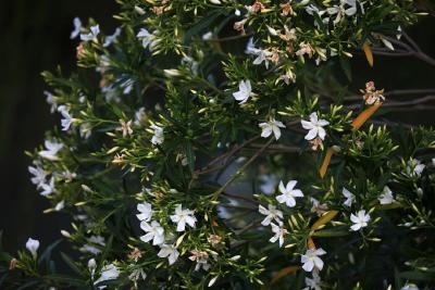 这种绿化带常见植物又开花了，但劝你千万别碰 