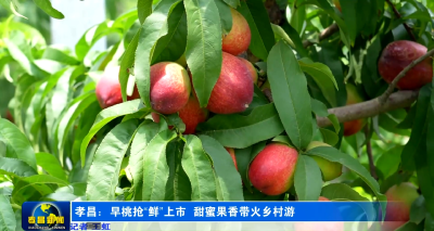 孝昌：早桃抢“鲜”上市 甜蜜果香带火乡村游
