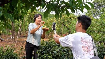 孝昌：玉皇李熟了 果香四溢引客来