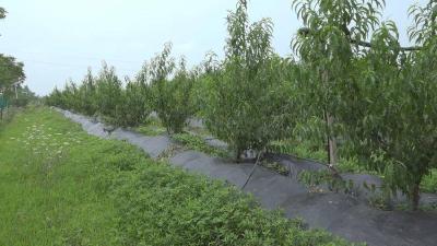 孝昌：推广加厚地膜应用  助力农业绿色发展