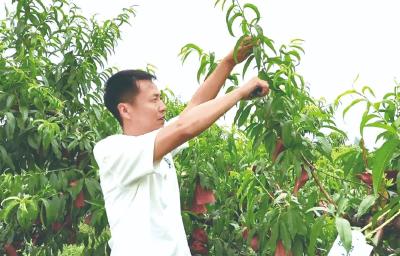 技术员→桃王！跑市场→云种桃！