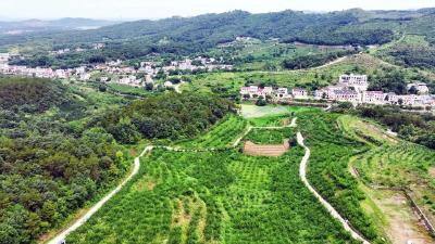 一片叶子带富一个村！周巷镇青山村村书记带你逛“绿金子”茶园奇迹