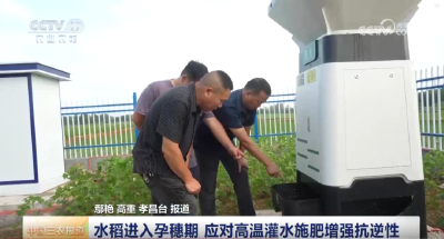 央视关注孝昌：水稻进入孕穗期 应对高温灌水施肥增强抗逆性