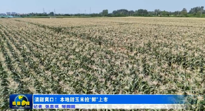 清甜爽口！本地甜玉米抢“鲜”上市  