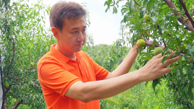 最美新农人丨一颗蜂糖李背后的“家乡情缘” 