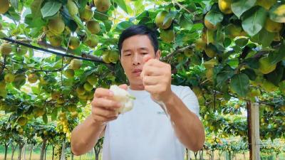 这才是夏天的“甜”蜜！孝昌卫店翠冠梨，清凉上市！
