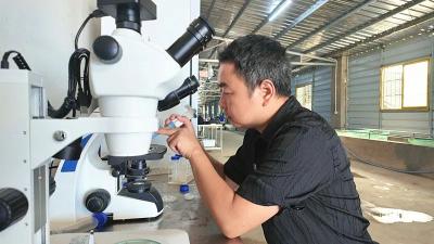 孝昌小黄鳝 拱出大产值