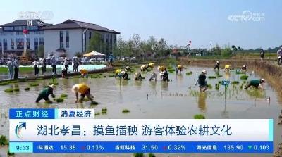 孝昌：摸鱼插秧 游客体验农耕文化