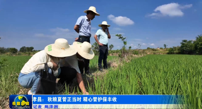 孝昌：秋粮夏管正当时 精心管护保丰收