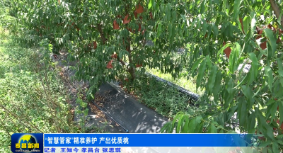 “智慧管家”精准养护 产出优质桃