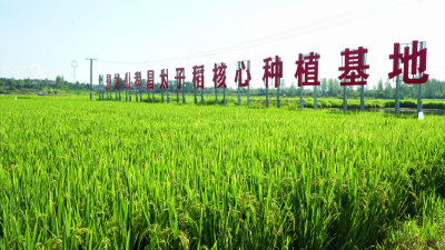 孝感孝昌：秋粮夏管正当时 科技抗旱护丰收