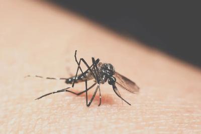 发热、关节痛、皮疹......出现这些症状，可能是基孔肯雅热！这样预防→