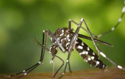 预防基孔肯雅热和登革热，关键看这里！