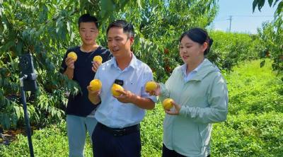 孝感孝昌：“桃”醉丰山正青春 青干“链”动产业路