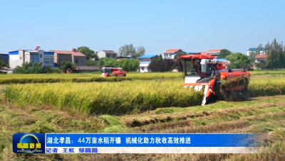 孝昌：44万亩水稻开镰 机械化助力秋收高效推进