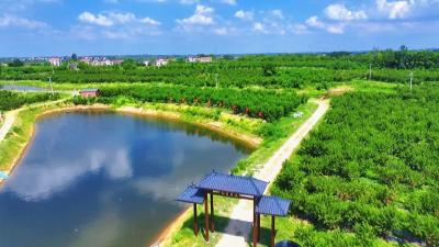 孝昌：黄桃甜蜜上市 科技赋能促增收