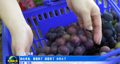 孝昌：葡萄熟了 游客来了 乡村火了