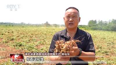 央视关注孝昌：花生迎丰收 机械化采收助农增收