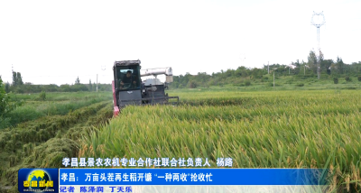 孝昌：万亩头茬再生稻开镰 “一种两收”抢收忙