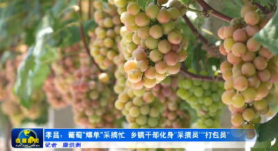 孝昌：葡萄“爆单”采摘忙 乡镇干部化身“采摘员”“打包员”