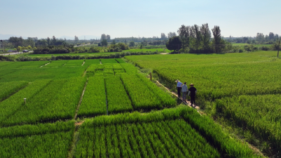 科技唤醒千年稻香——孝昌“太子稻青科突击队”赋能乡村振兴 