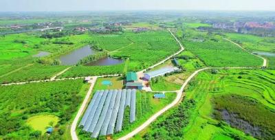 孝昌季店：项目驱动 农旅赋能 奋力谱写高质量发展新篇章 