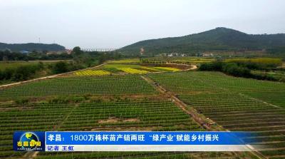 孝昌：1800万株杯苗产销两旺 激活乡村振兴“绿动能”