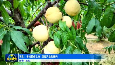 孝昌：冬桃错峰上市 甜蜜产业助振兴