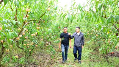 孝昌：甜蜜冬桃压弯枝 工作队“助村” 帮扶显真情 