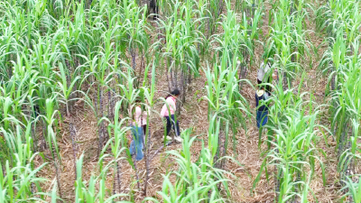 风吹蔗浪！孝感孝昌这片田园风光藏不住了