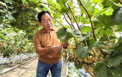 黄灼初：游子归来，种出一个故乡的春天