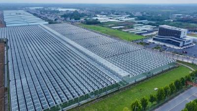 孝感孝昌：科技种出“致富菜”！