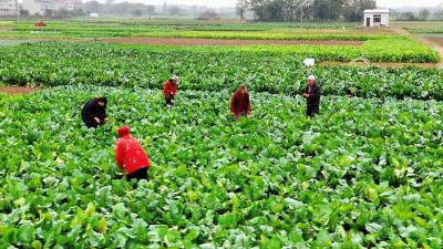 孝感孝昌：红菜苔抢“鲜”上市 “蔬”通群众致富路