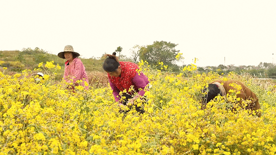 孝感孝昌：野菊花铺就金色“致富路”