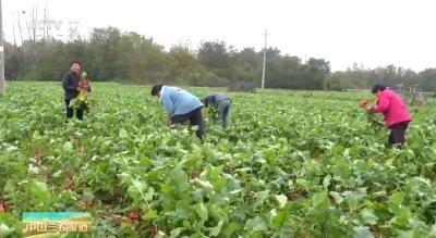 央视关注孝昌： 萝卜丰收 拓宽销售渠道带动村民增收