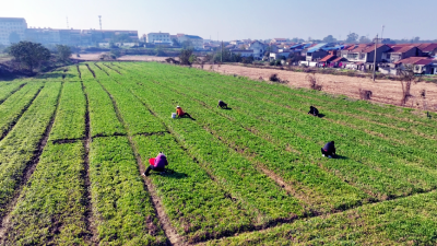 孝感孝昌：600亩红兜菠菜丰收  特色种植铺就富民路