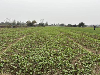 孝昌白沙镇：科技护航油菜苗 农技人员田间精准破“涝”