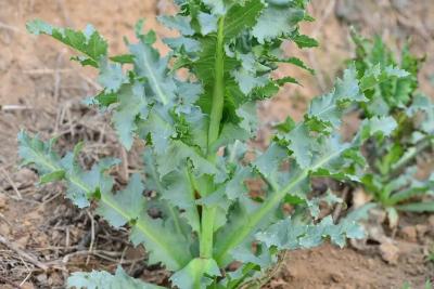 这些禁种铲毒知识，请广泛宣传！