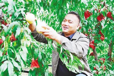 风雨过后见“丰”景丨孝昌分拣中心开具品质“身份证” 桃农售卖更从容