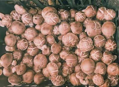 孝昌小悟：小香菇焕发大“蘑”力 小山村飘出振兴香