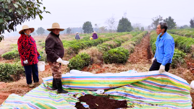 孝感孝昌：茶园冬管正酣 精耕细作育丰产
