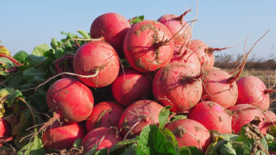 孝昌沙壤萝卜热销助农增收