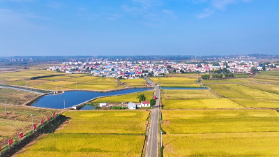 孝感孝昌：五万亩太子稻丰收  机械化+全链条铺就增收路