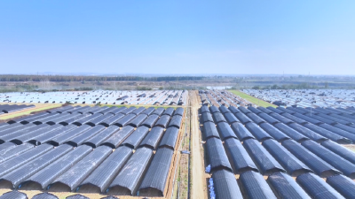 亩产值3万元！孝昌“冬闲田”种出“软黄金”