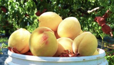 田间课堂解锁孝昌“智慧农业”新体验