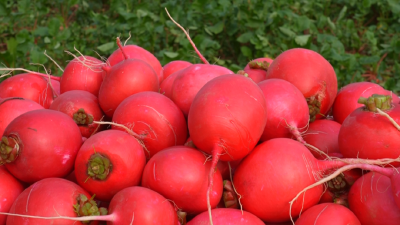 孝昌萝卜的“凡尔赛”，这份乡愁有点甜