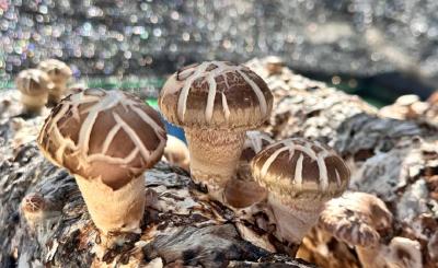 孝感孝昌：深山里的小菌菇 释放致富大“蘑”力 